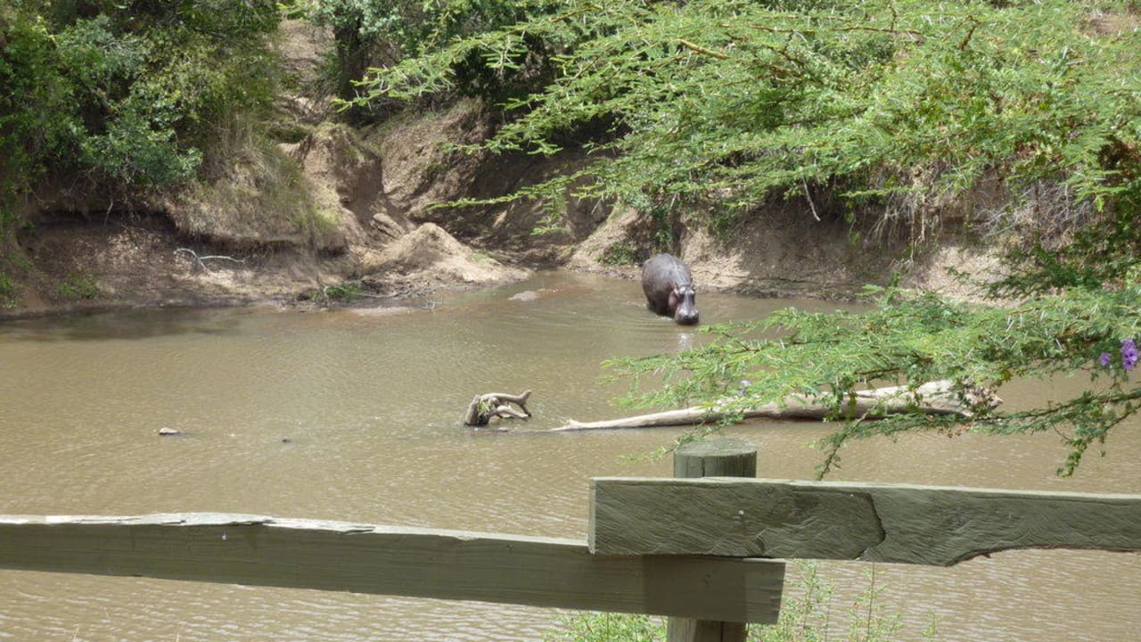 Blick auf den Mara River Royal Mara Safari Lodge