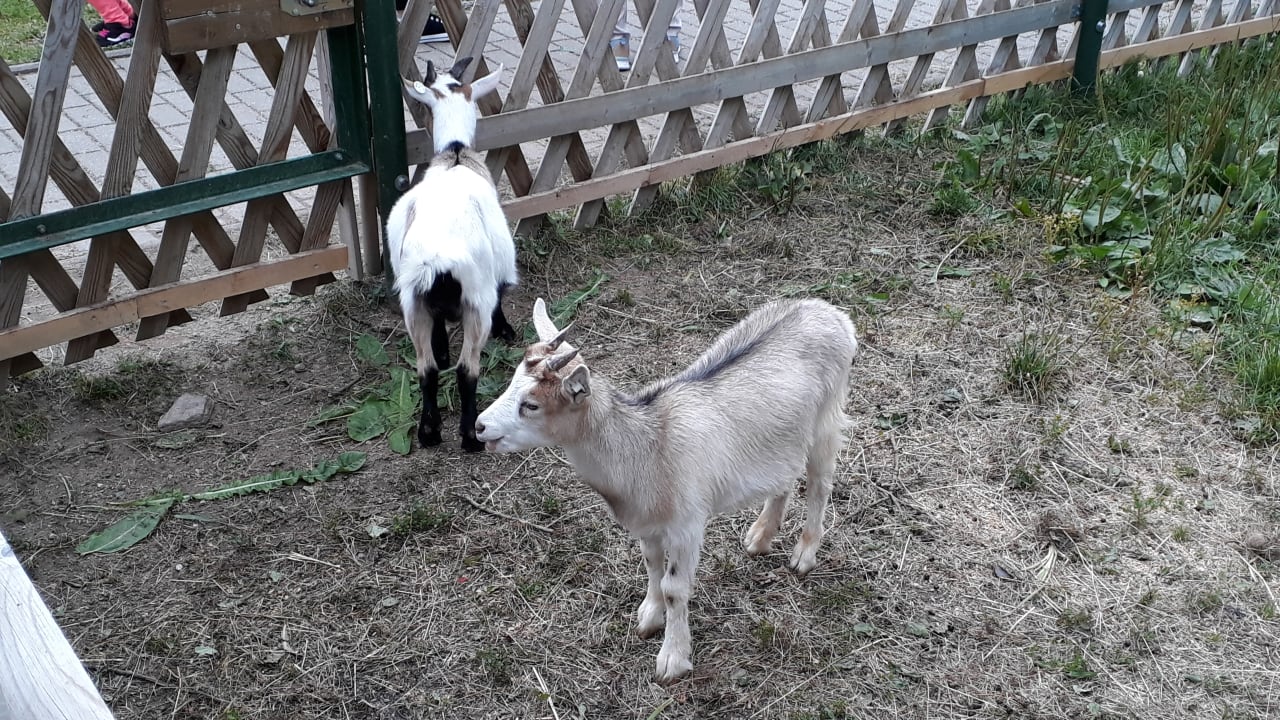 Sport & Freizeit AHORN Hotel Am Fichtelberg