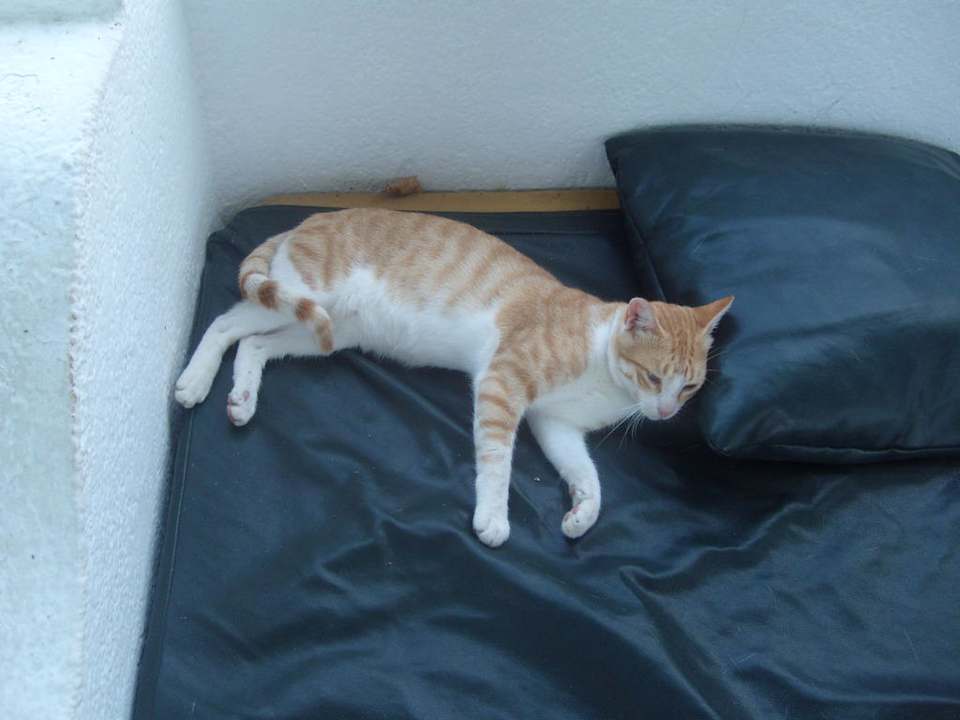 Katze Hotel El Mouradi Cap Mahdia