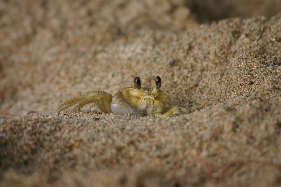 Lebewesen Bahia Principe Grand Samana - Adults Only