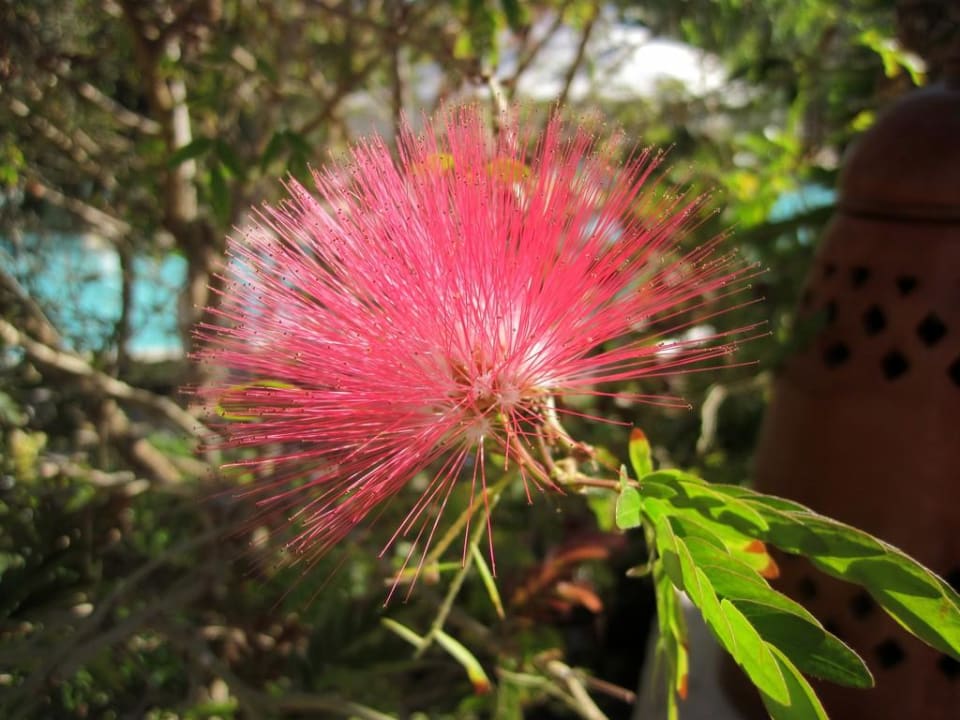 Blumenparadies Fort Arabesque Resort, Spa & Villas