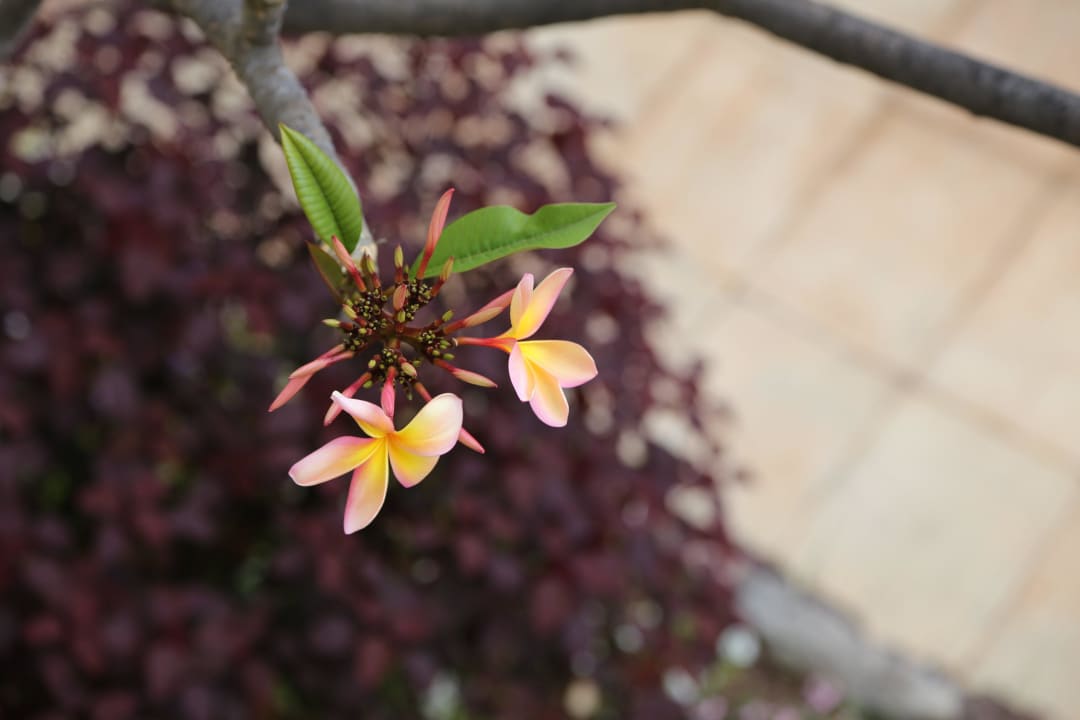 Madeira Eden Mar  Suite Hotel Eden Mar - PortoBay