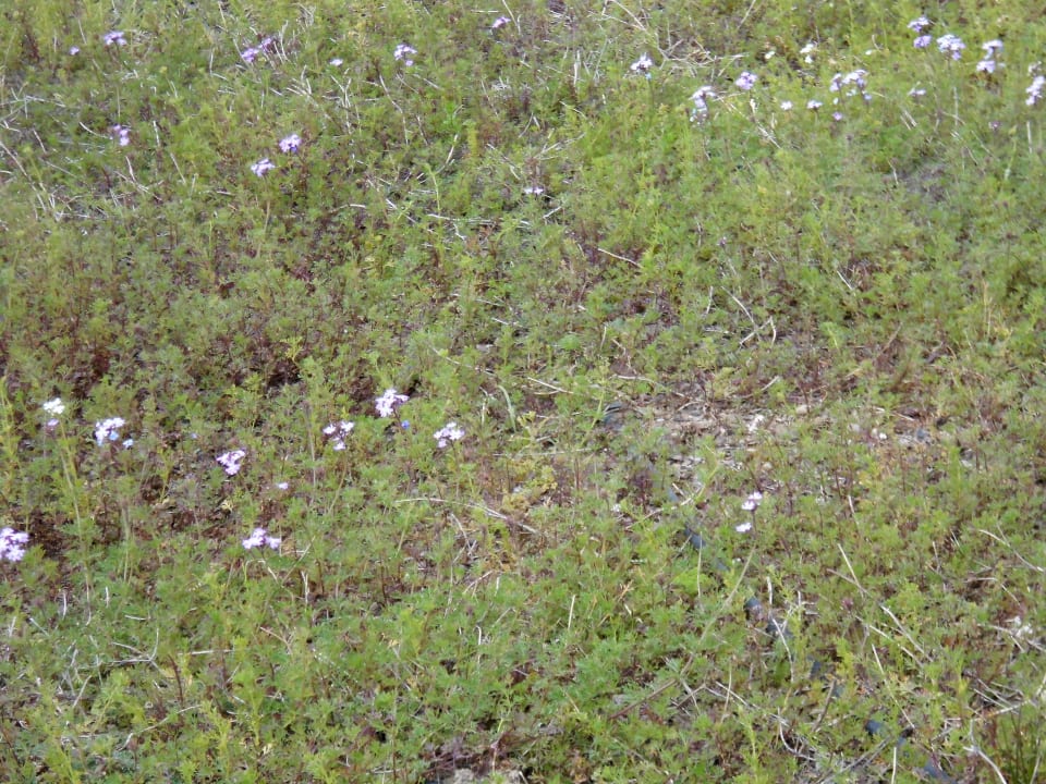 Verbenenblüten (Dachbegrünung) Sentido Trendy Verbena Beach