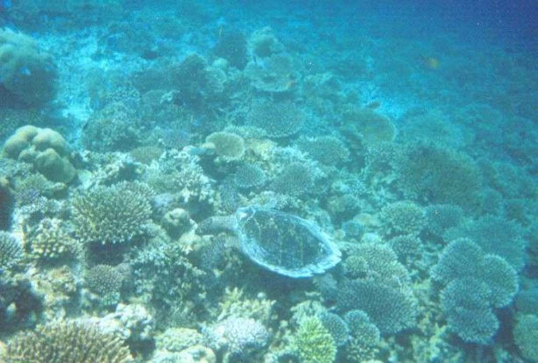 Snorkeling ananea Diamonds Athuruga