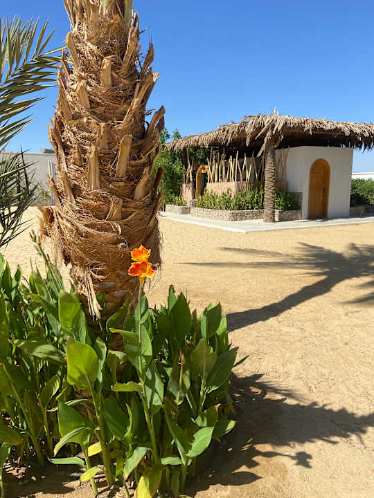 Gartenanlage Desert Rose