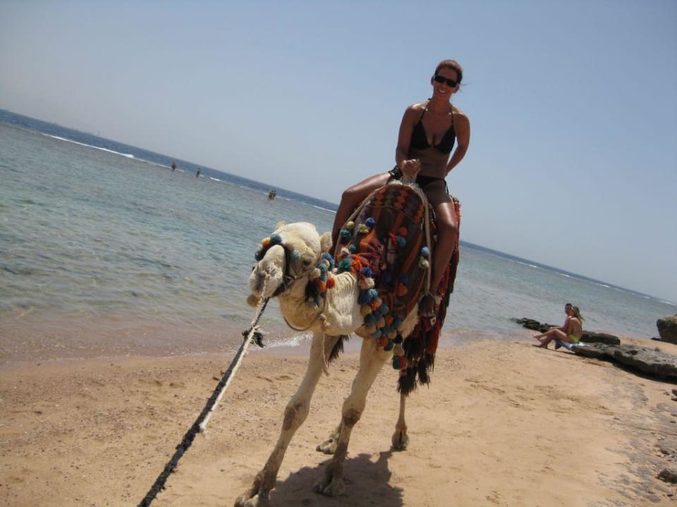 Mein Ritt mit "Whisky" Charmillion Sea Life Resort