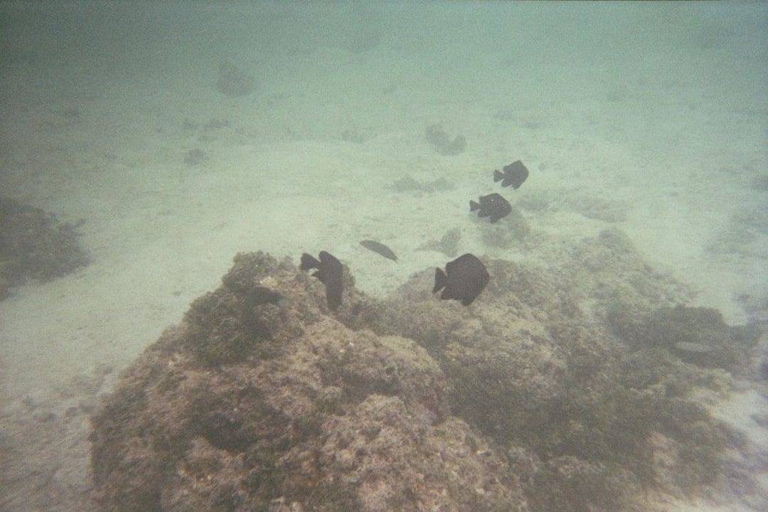 Beim Schnorcheln Meeru Maldives Resort Island