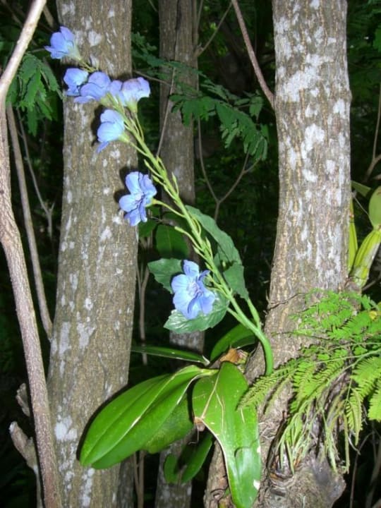 Blume Catalonia Royal Tulum Beach & Spa Resort - Adults only