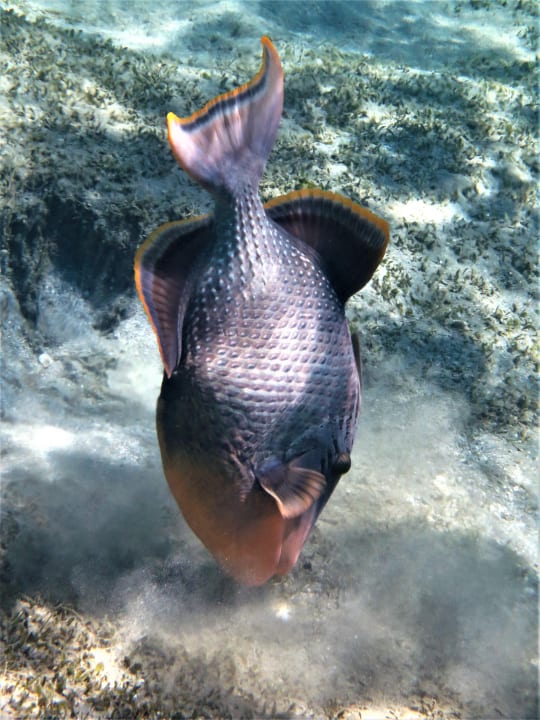 Sport & Freizeit Shams Alam Beach Resort