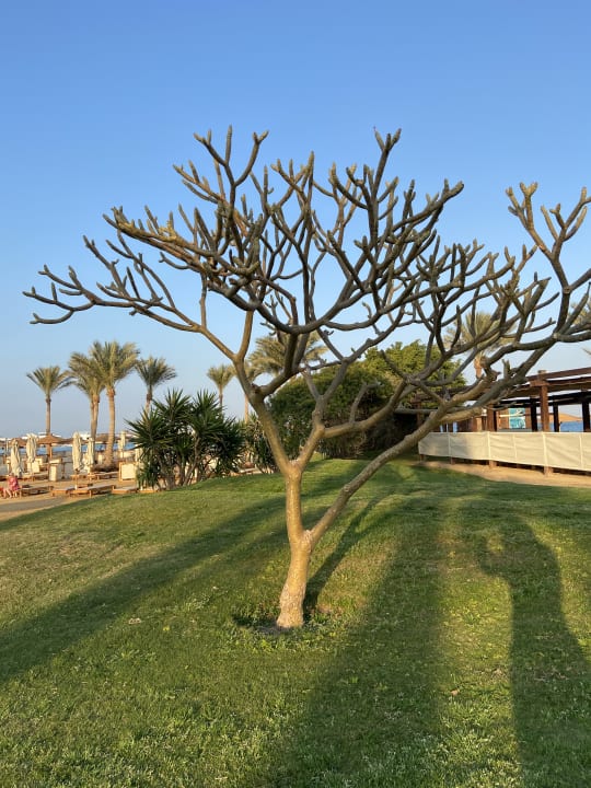 Gartenanlage Steigenberger Aqua Magic