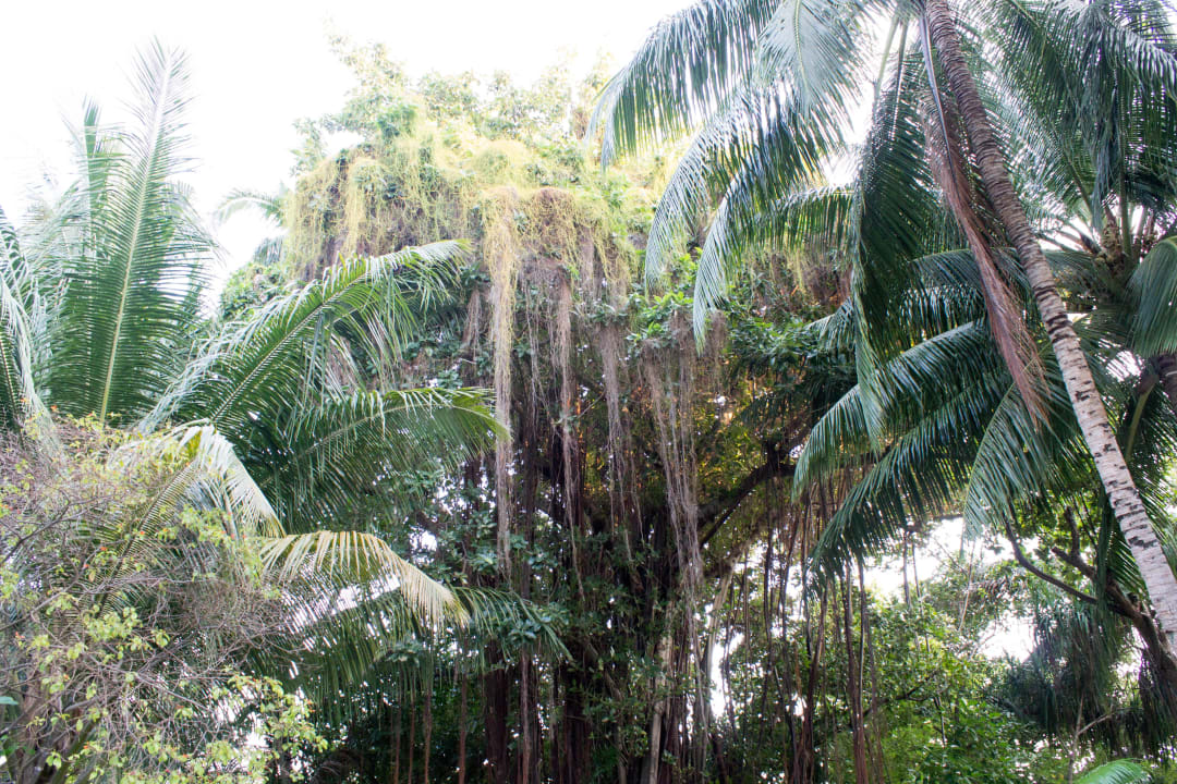 Wunderschöne Fauna   Kuramathi Maldives