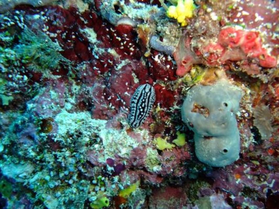Unterwasser - Bootstauchgang NH Collection Maldives Reethi Resort
