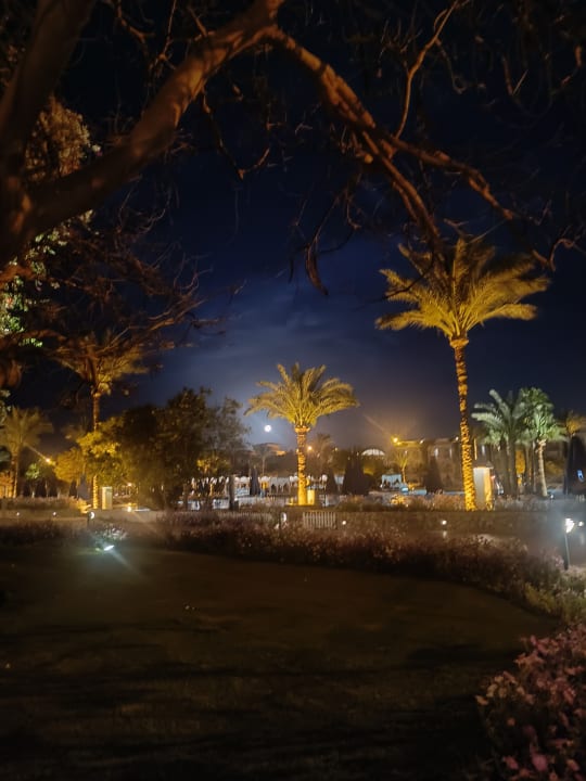 Gartenanlage Desert Rose