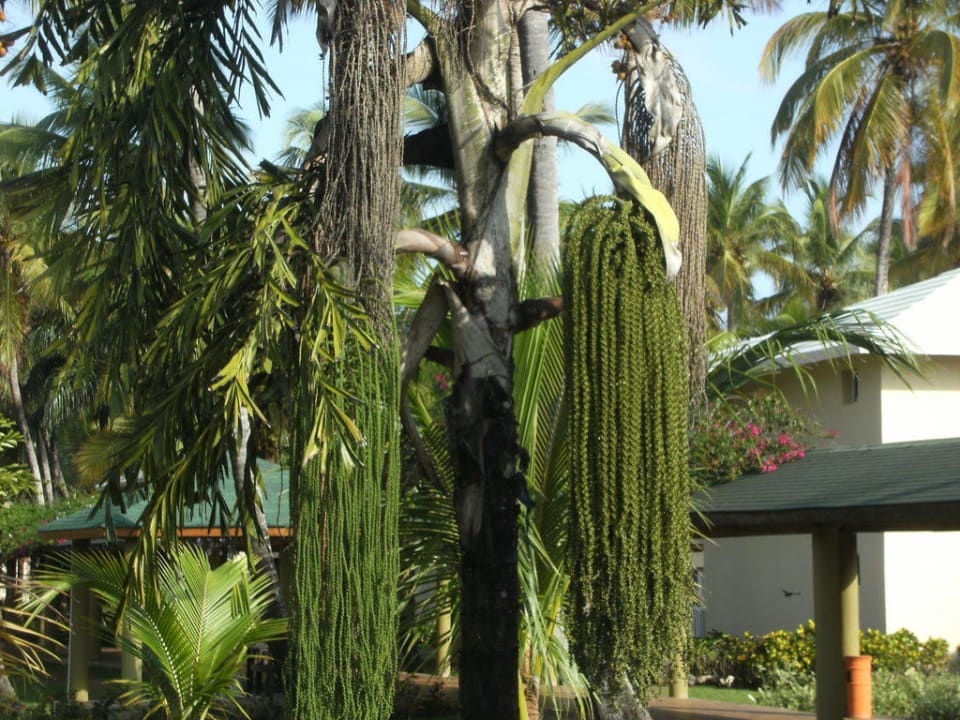 Exotische Pflanzen Grand Sirenis Punta Cana Resort & Aquagames
