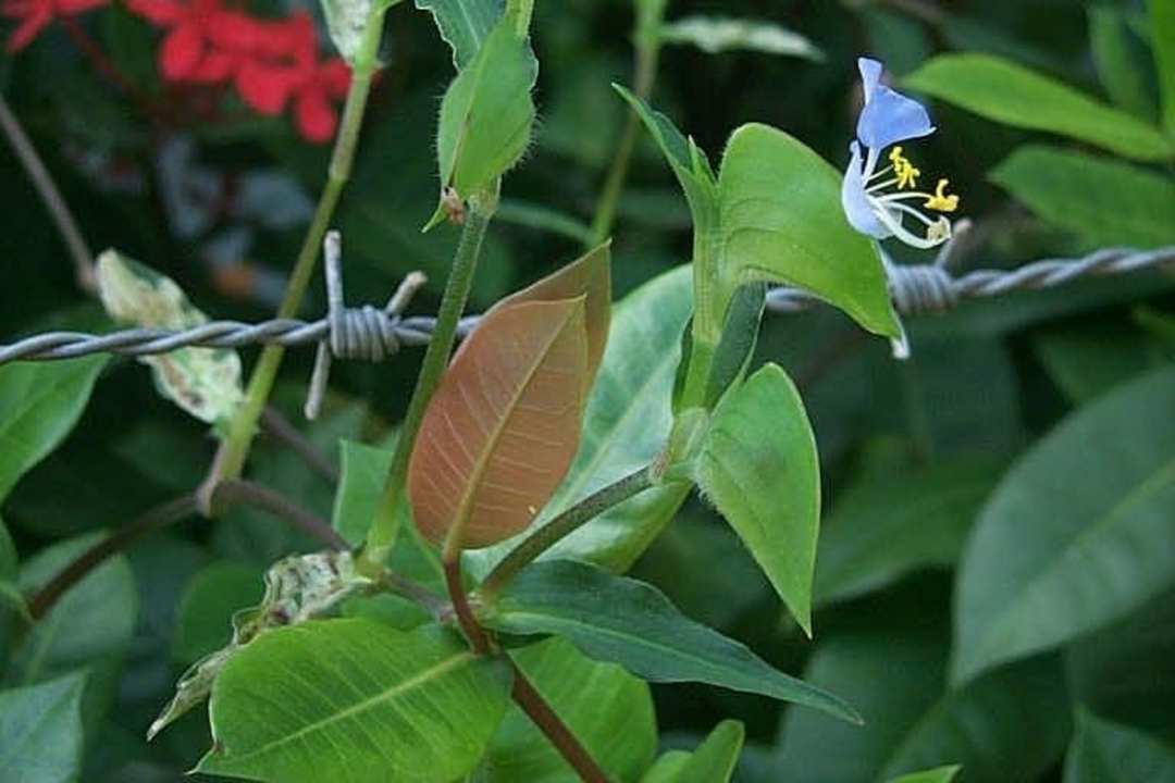 Unkraut ja oder nein Casa Phönix Annex Isla Verde