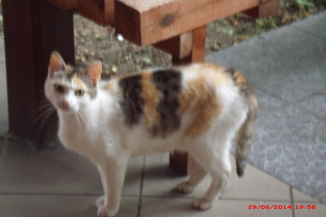 Katzen-Mama auf Besuch Center Hotel Bronkow