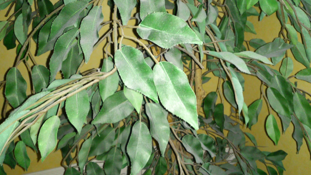 Plastikpflanzen mit Jahrzehntestaub Rugard Thermal Strandhotel