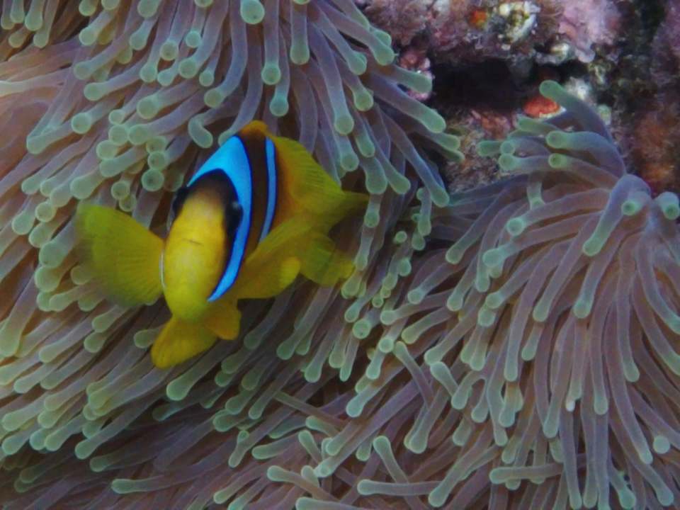 Sonstiges Shams Alam Beach Resort