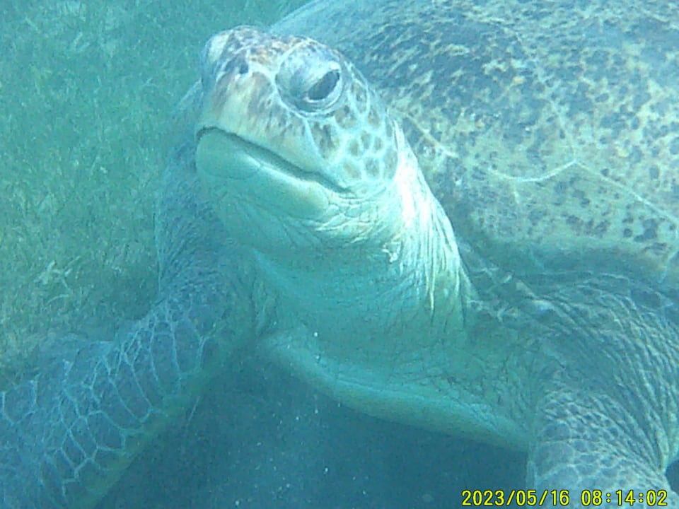 Sport & Freizeit Shams Prestige Abu Soma-Adults Only