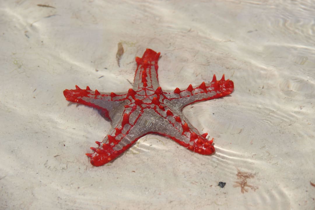 Seestern Hotel Anna of Zanzibar