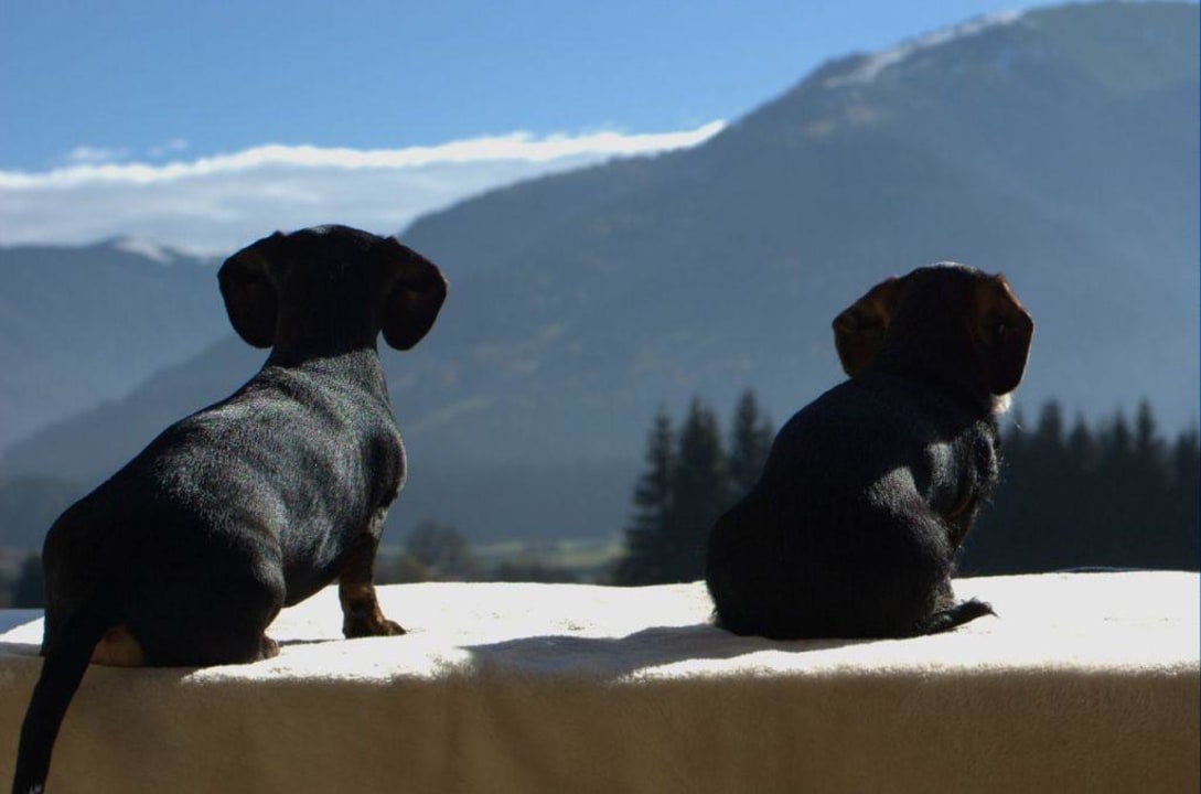 &quot;Hunde im Alpina willkommen&quot; Hotel Alpina Wellness &amp; Spa Resort (Kössen