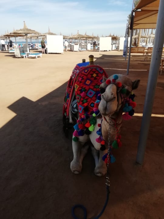 Strand Pickalbatros Alf Leila Wa Leila Resort - Neverland Hurghada