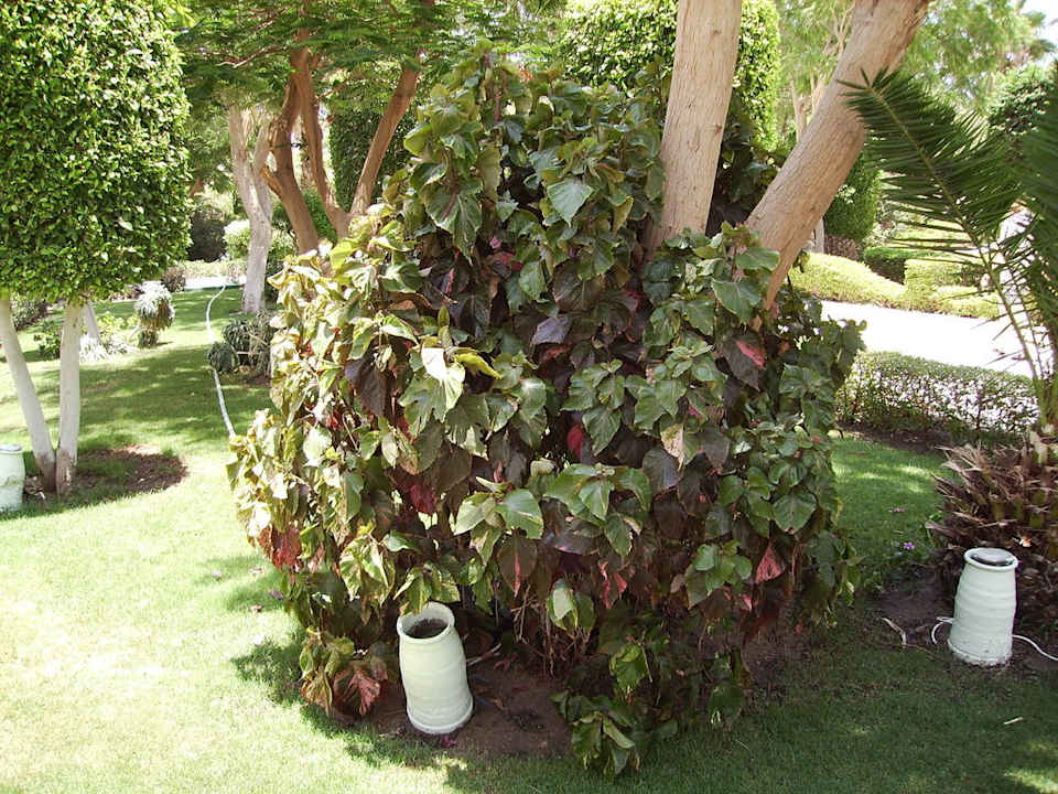 Alles wird dauernd gepflegt The Grand Hotel Hurghada