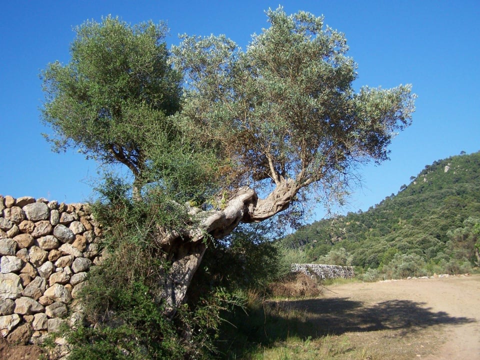 Einer unser vielen Olivenbäume Finca Honor Vell