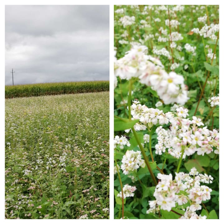 Außenansicht Wilfinger Ring Bio Hotel