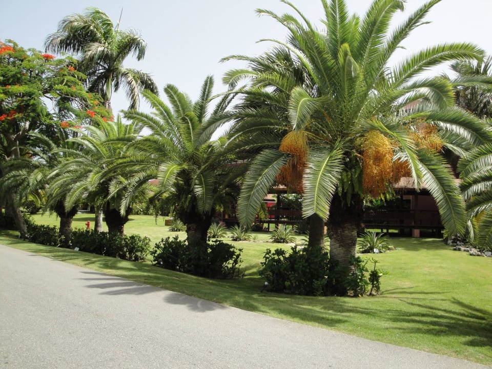 Gartenanlagen bei der Rundfahrt mit dem Hotel-Zug TRS Turquesa Hotel - Adults only