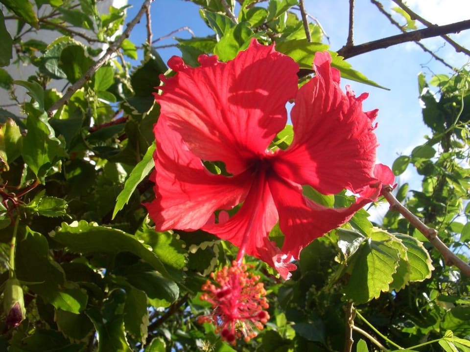 Schöne Blumen Hotel Coconut Beach Club