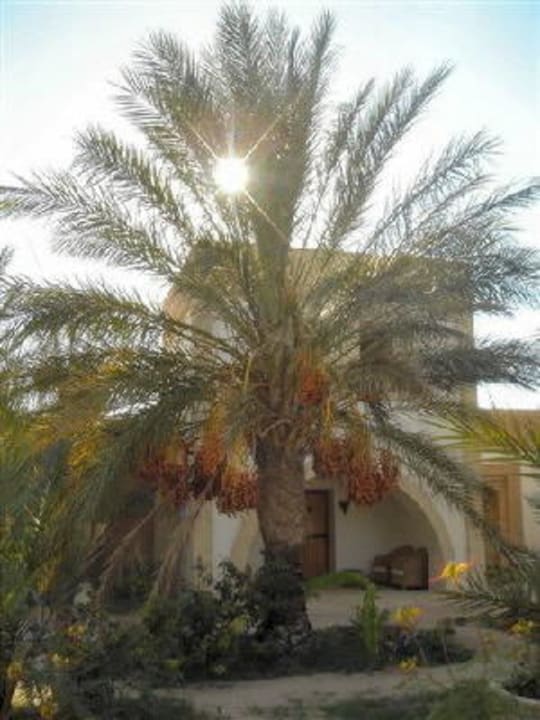 Jardin aux 100 palmiers Villa Dar Zargouni