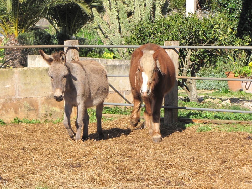 Sonstiges Agroturismo Finca Sant Blai