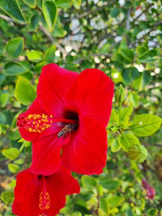 Gartenanlage Civitel Creta Beach