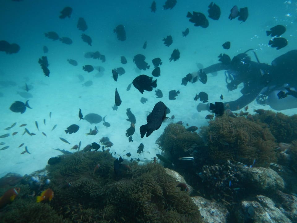 Tauchen Hausriff ca.12m Summer Island Maldives