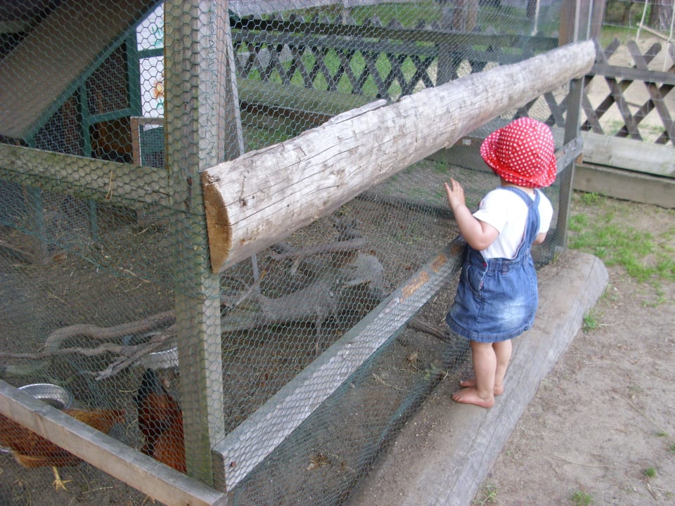 Hühnerstall Familotel Borchard's Rookhus am See
