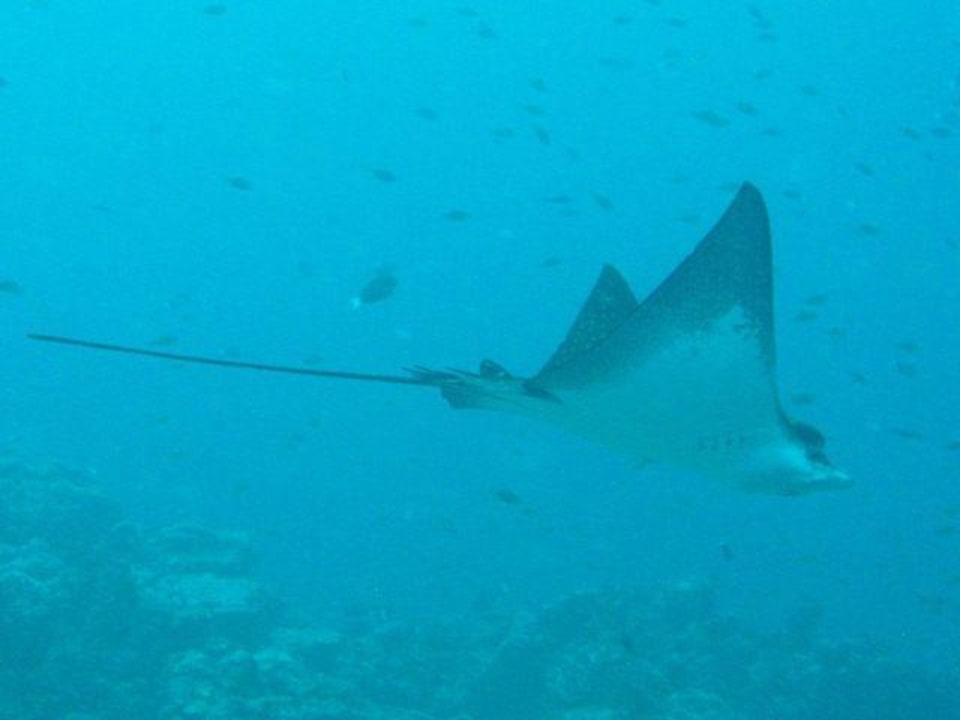 Adlerrochen Summer Island Maldives