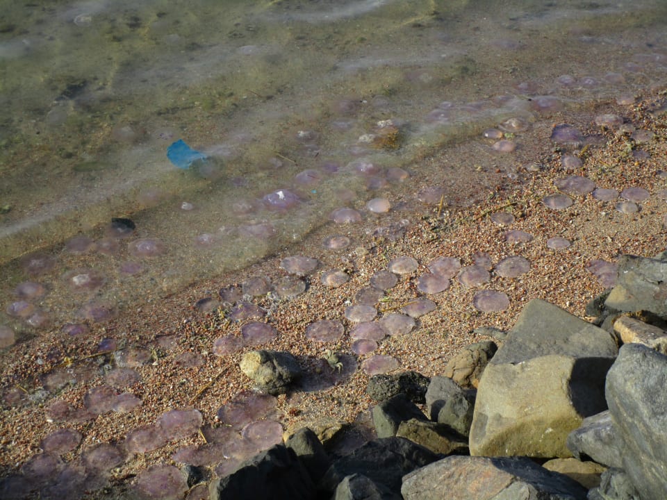 Strand Steigenberger Coraya Beach - Adults only