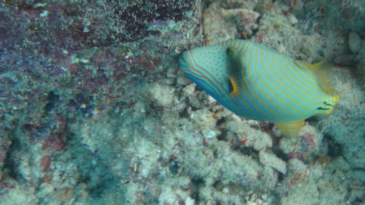 Sport & Freizeit Adaaran Select Meedhupparu Island Resort - Premium All Inclusive