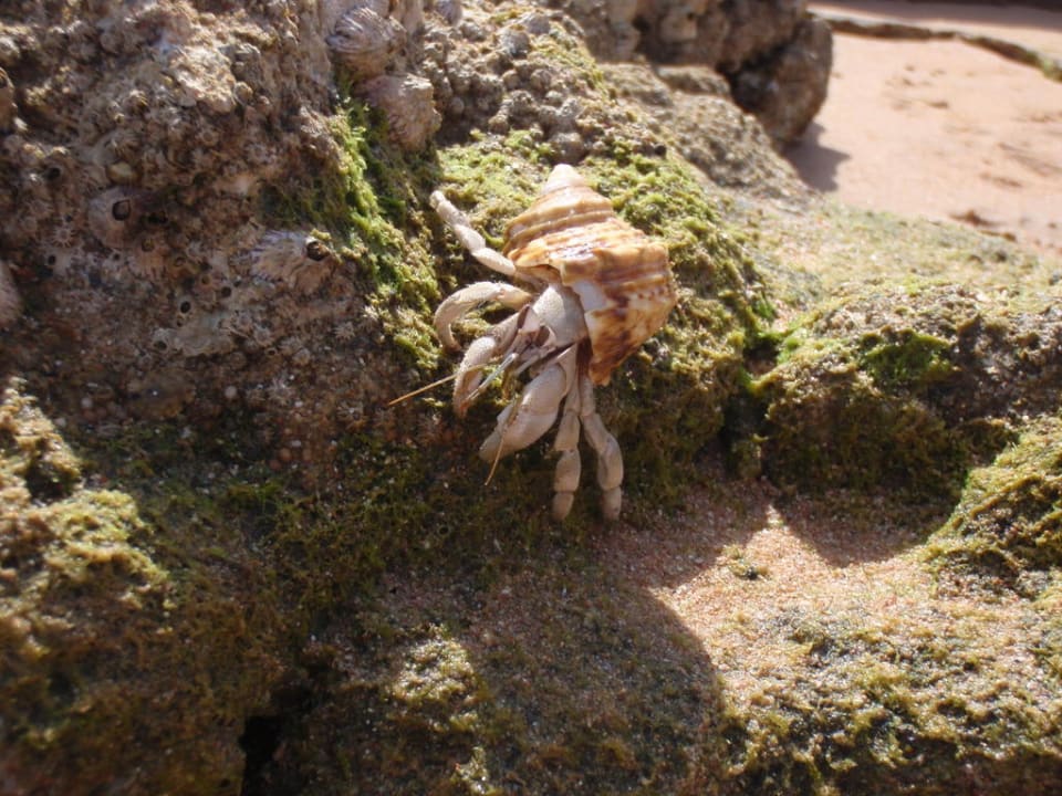Immer was zu entdecken Siva Golden Bay Makadi