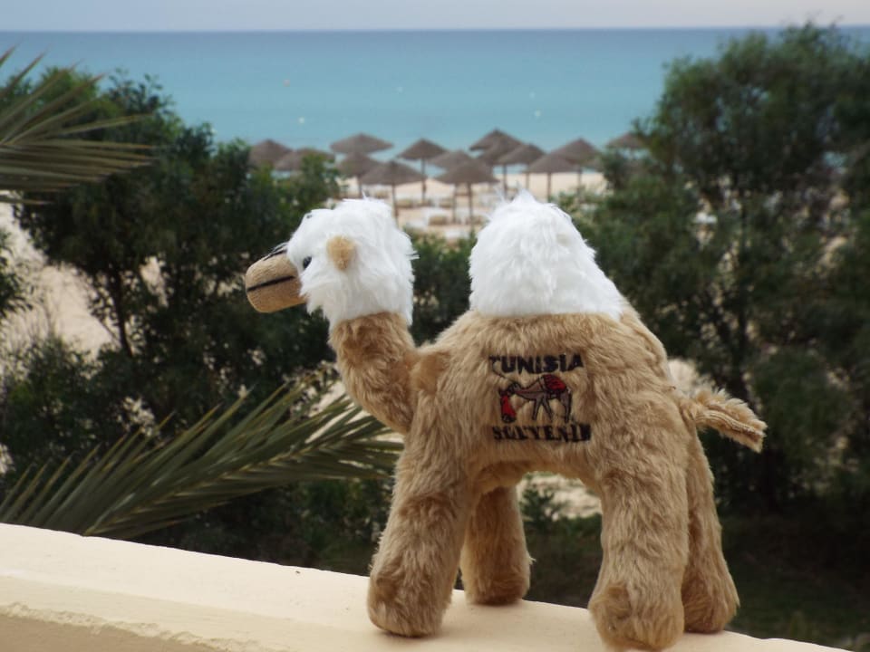 Blick aus dem Zimmer Steigenberger Marhaba Thalasso Hammamet