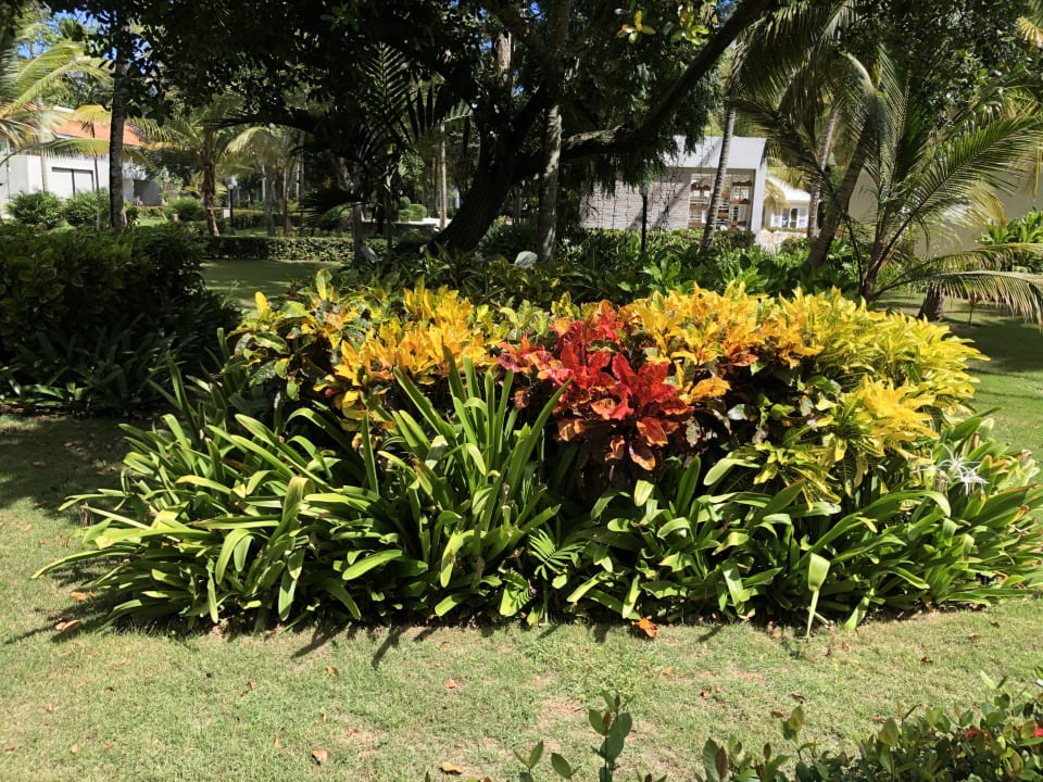 Gartenanlage Wyndham Alltra Samana