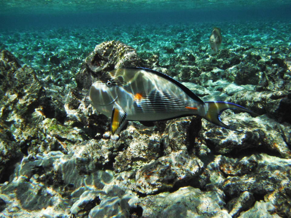 Riff Makadi Spa - Adults only