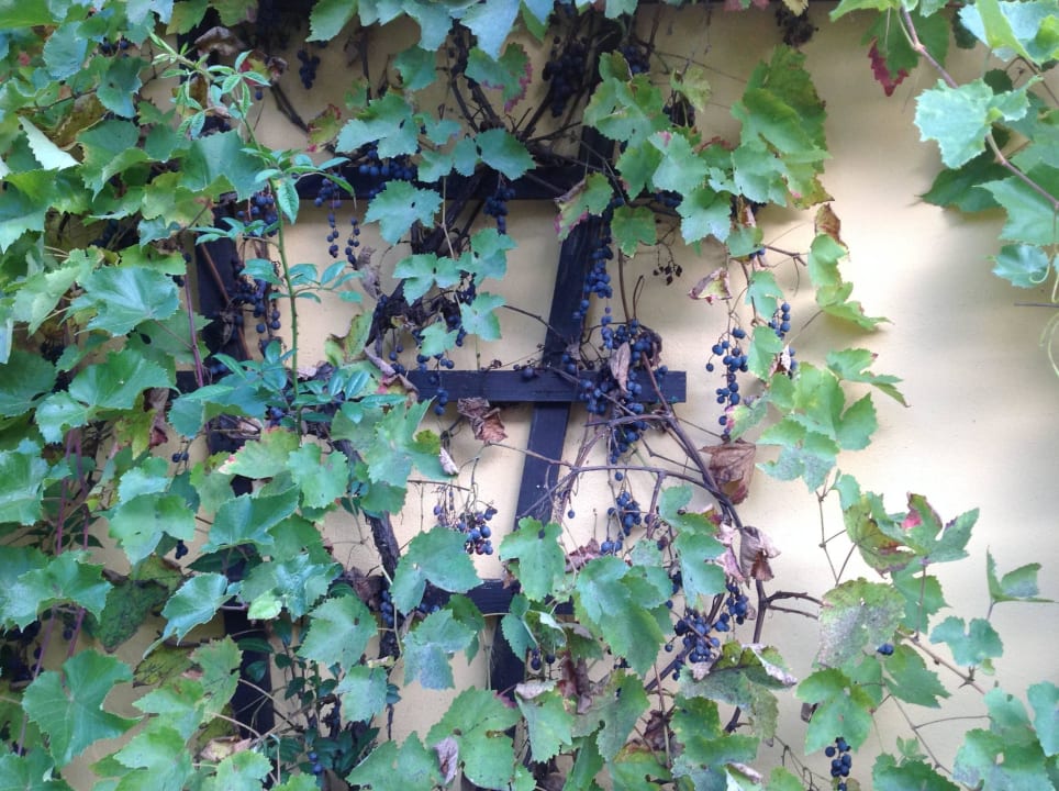 Super süße Weintrauben (werden nicht geerntet laut Naturhotel Etzdorfer Hof