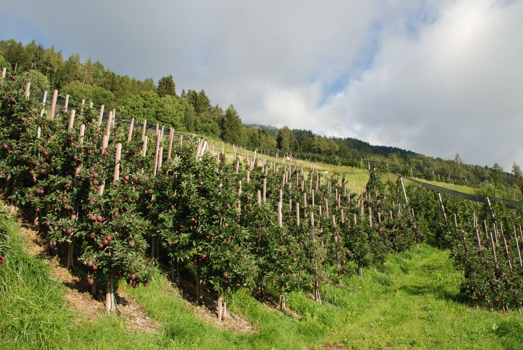 Ausblick in die Apfelplantage Landhaus Gattererhof
