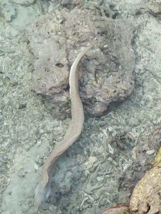 Sonstiges Kuredu Island Resort & Spa