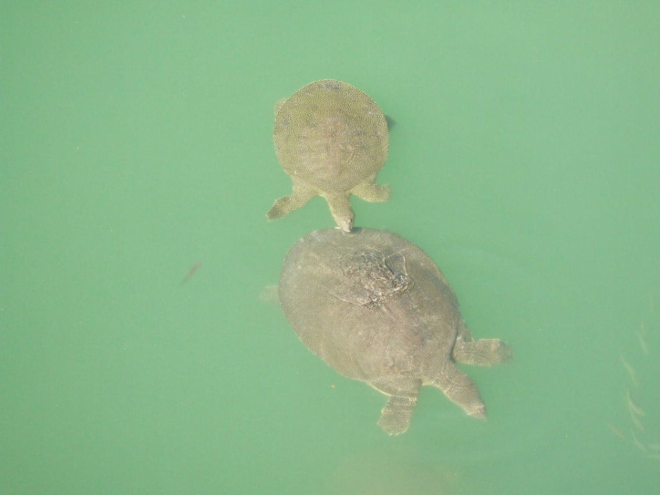 Flussschildkröten Sunis Evren Beach Resort Hotel & Spa