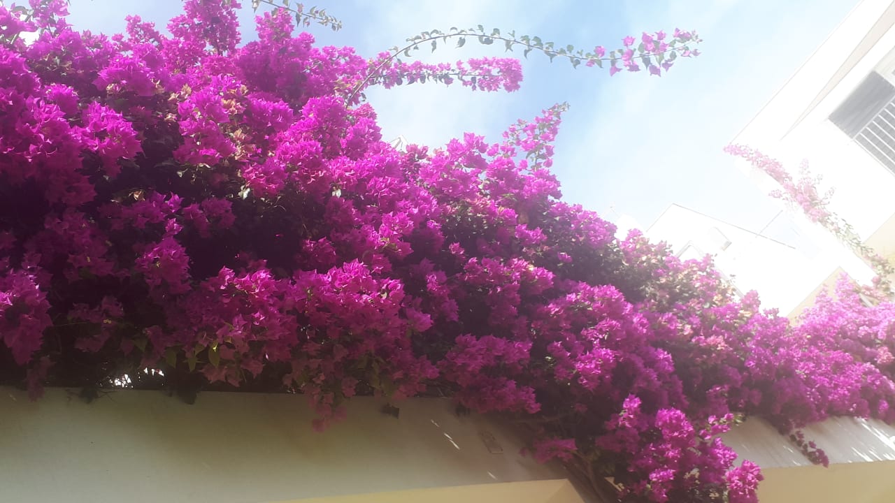 Gartenanlage Hotel Dunas De Sal