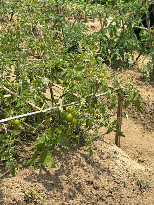 Gartenanlage ROBINSON NAM HOI AN