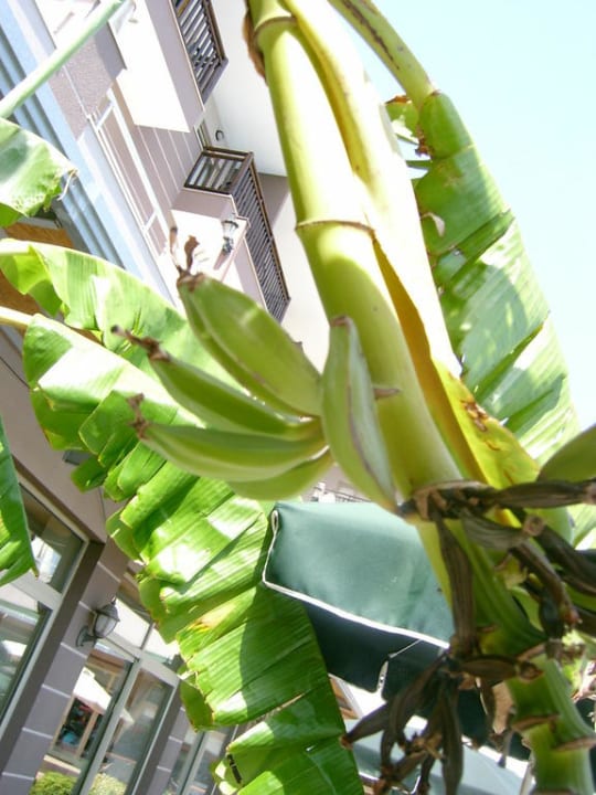 Bananenpalme Hane Family Resort